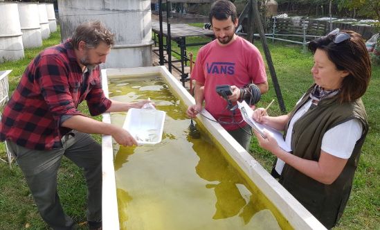 Fauba lucha contra Dengue